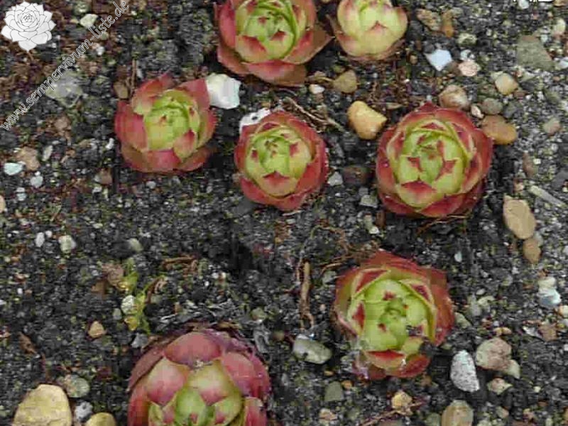 Grunspur