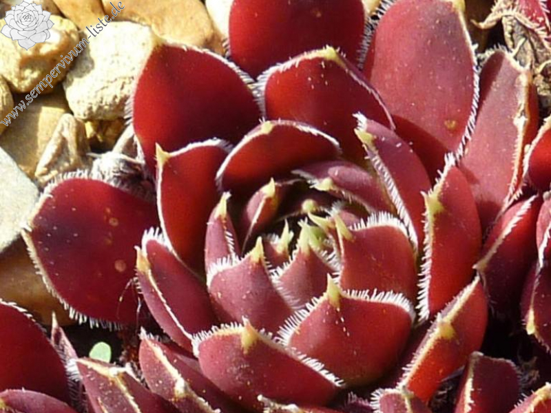 September Beauty / Jovi
