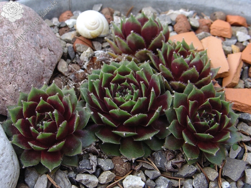 Silberspitz