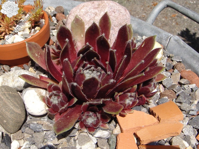 Silberspitz
