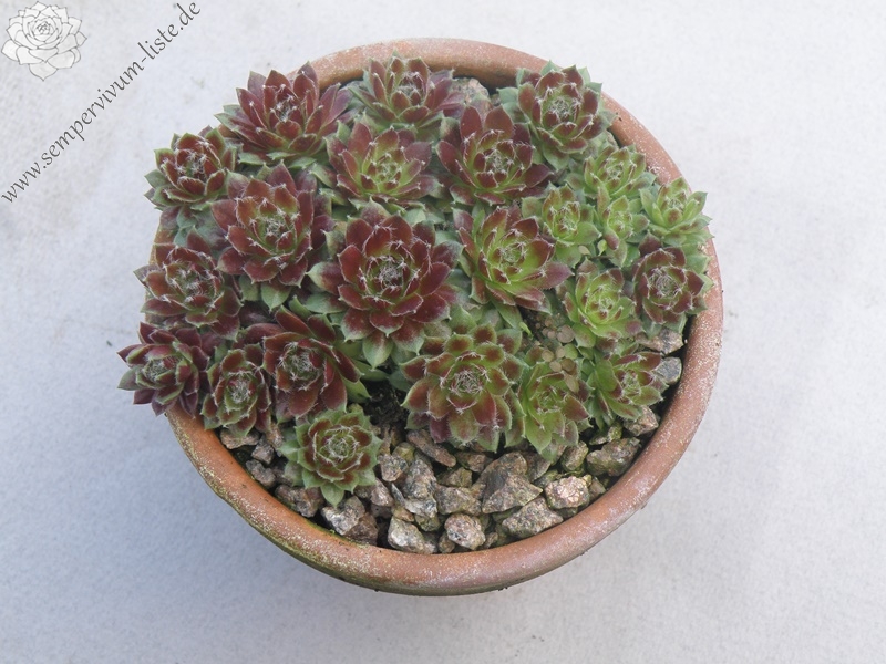 Silberspitz