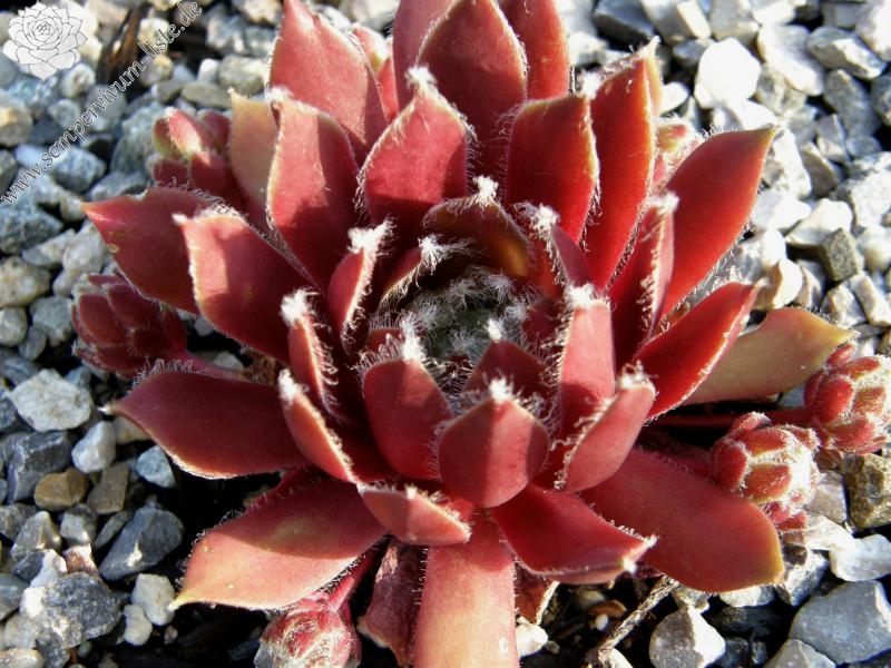 Silberspitz