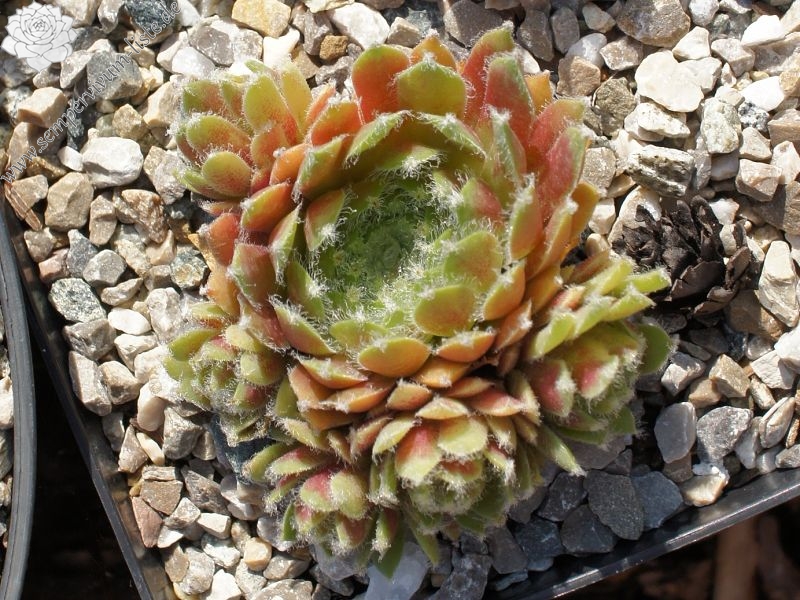 Silberspitz