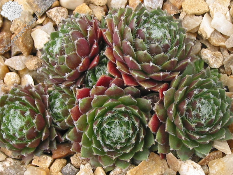 Silberspitz
