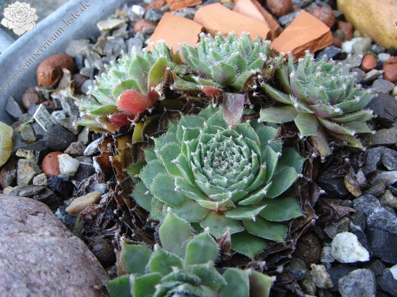 Silberspitz
