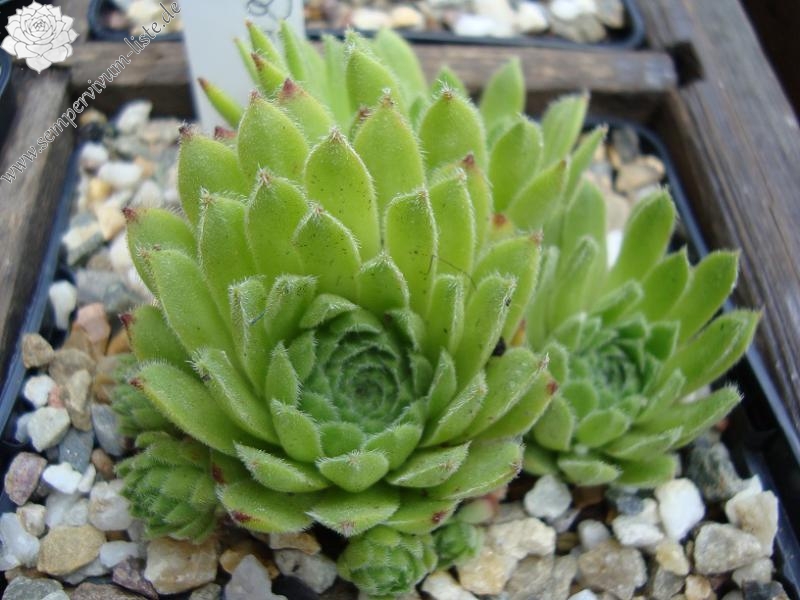 Smaragd