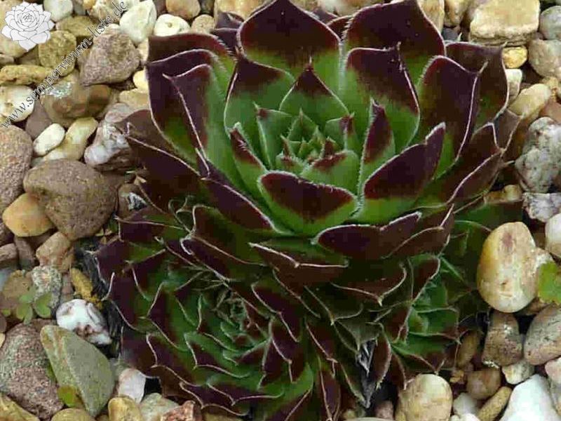 Smaragdschale / Jovi