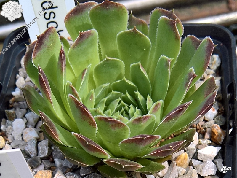 Smaragdschale / Jovi