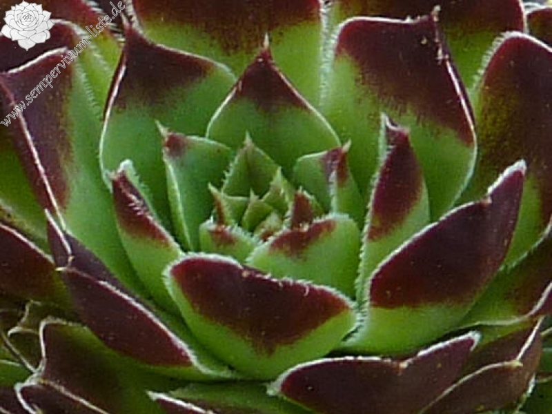 Smaragdschale / Jovi