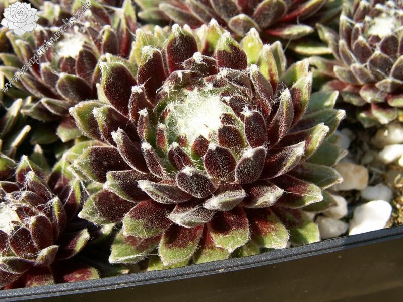 Smit's Seedling