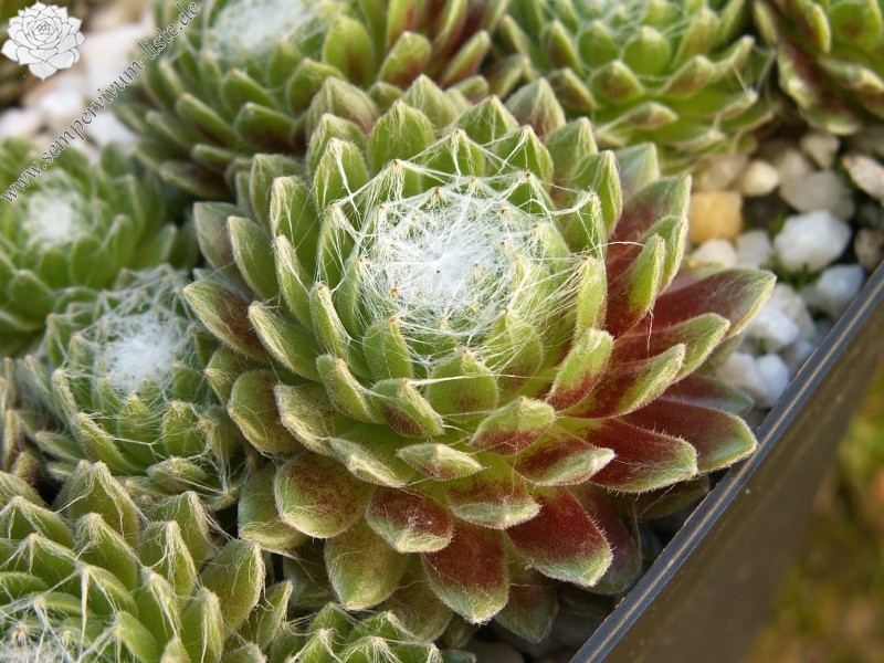 Smit's Seedling