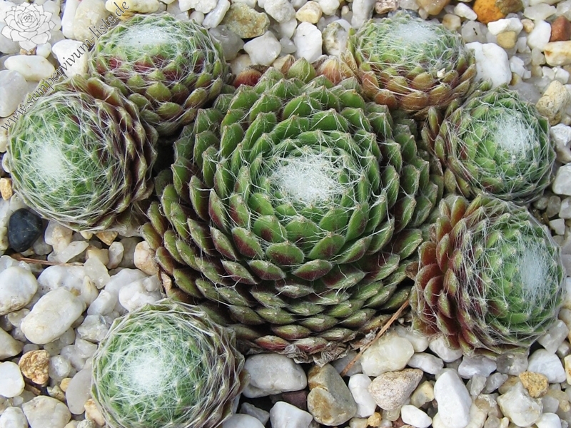 Smit's Seedling