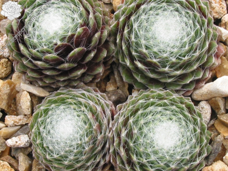 Smit's Seedling