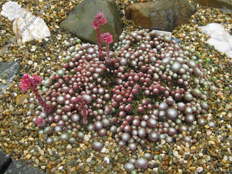Smit's Seedling