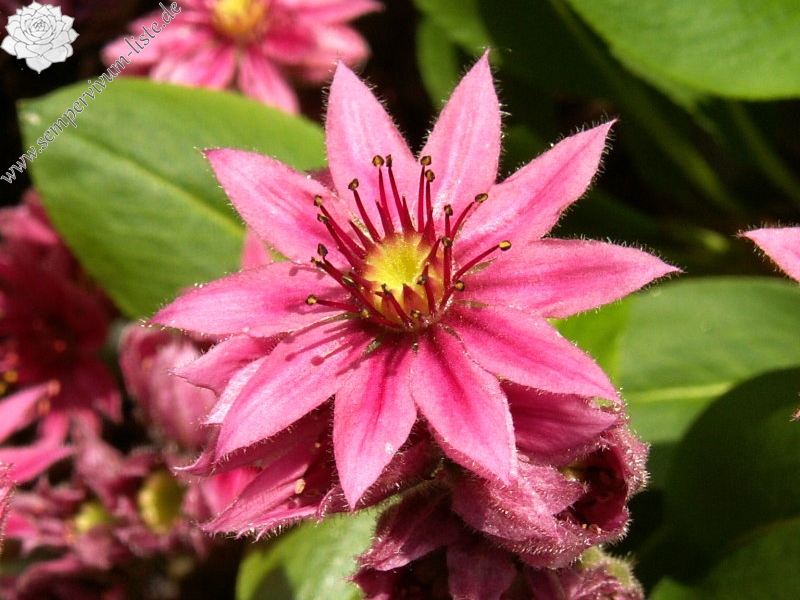 Smit's Seedling