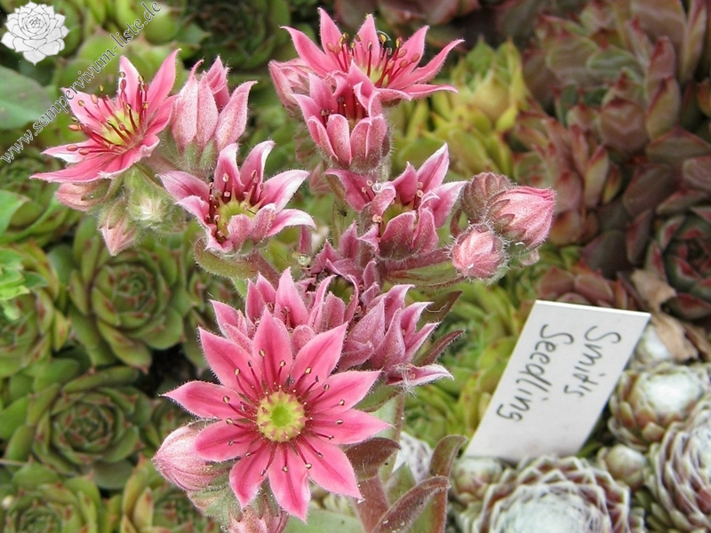 Smit's Seedling