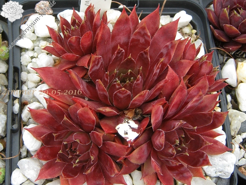 Star Glow