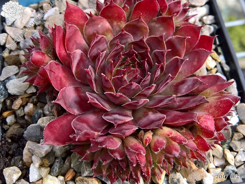 Star Glow
