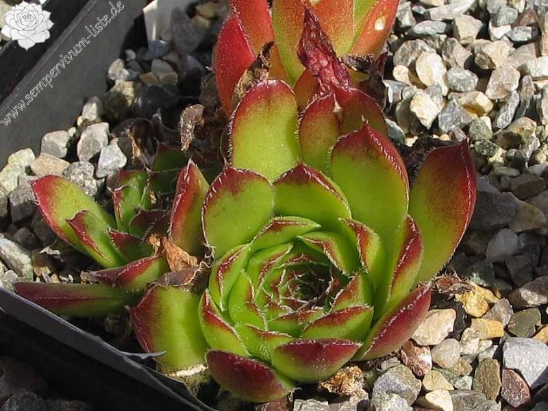 Sunny Side Up / Jovi