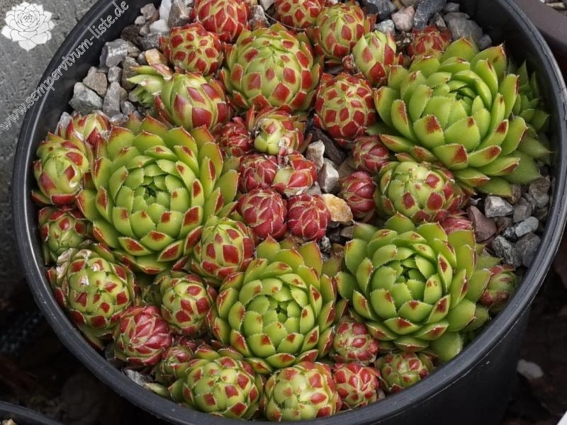 Sweet Lime Girl / Jovi