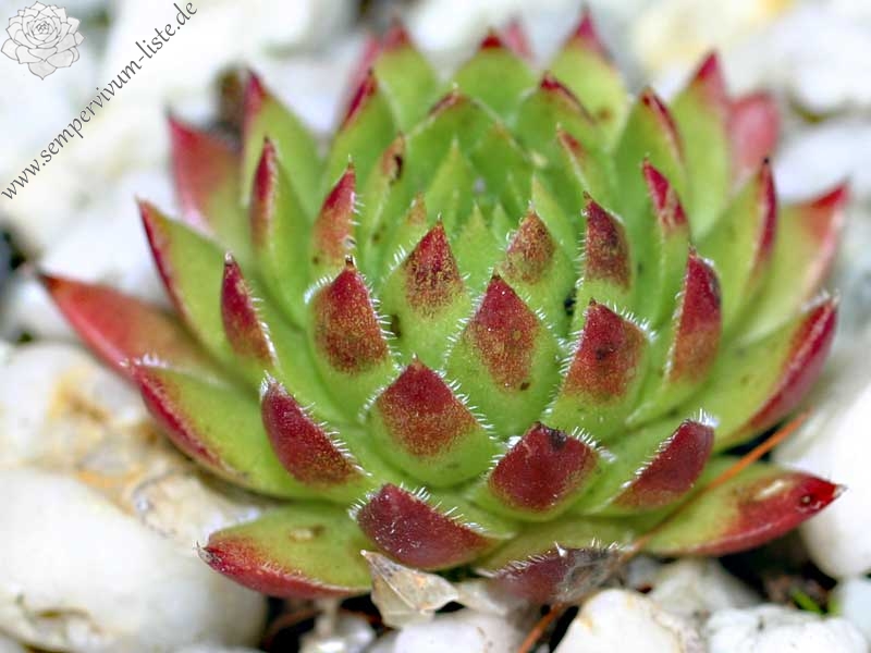 Sweet Lime Girl / Jovi