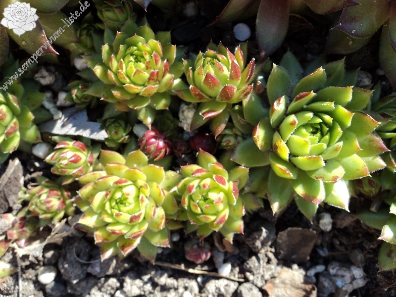 Sweet Lime Girl / Jovi