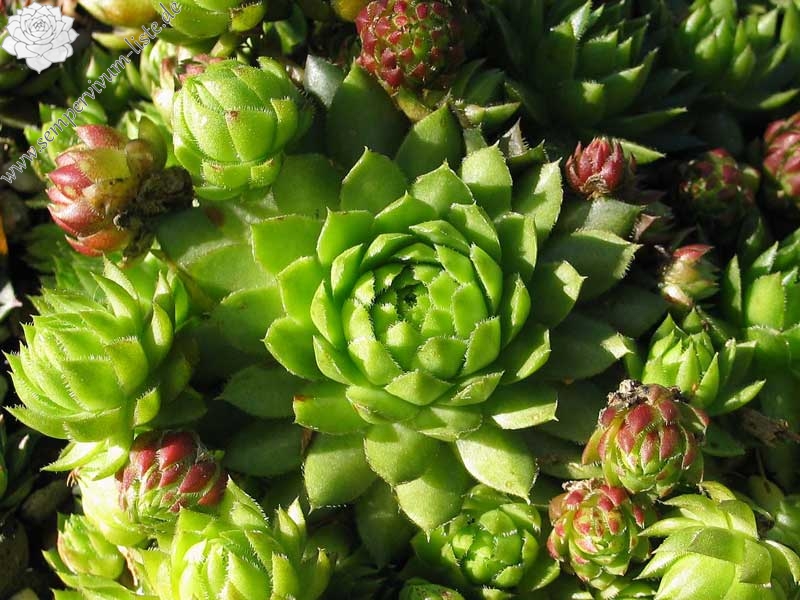 Sweet Lime Girl / Jovi