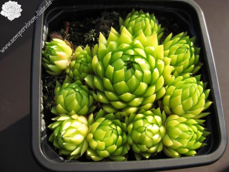 Sweet Lime Girl / Jovi