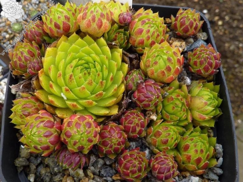 Sweet Lime Girl / Jovi