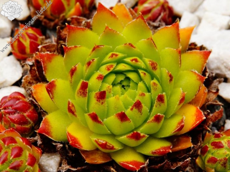 Sweet Lime Girl / Jovi