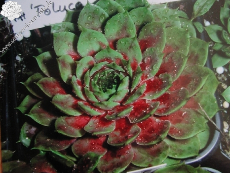 Toluca