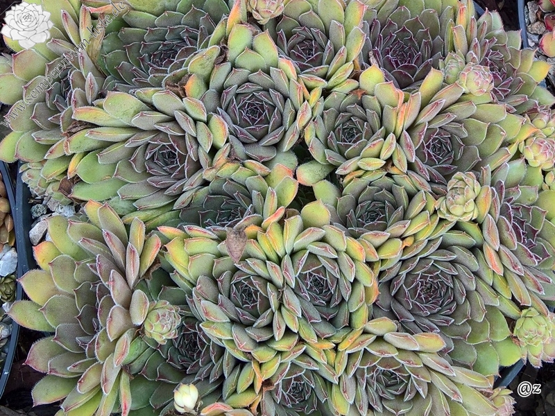 Greyolla