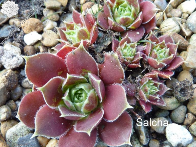 Salcha / Jovi