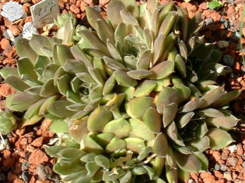 Greyolla