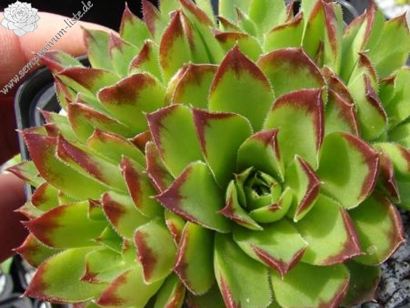 Grosser Triumph / Jovi