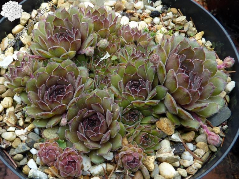 Greyolla