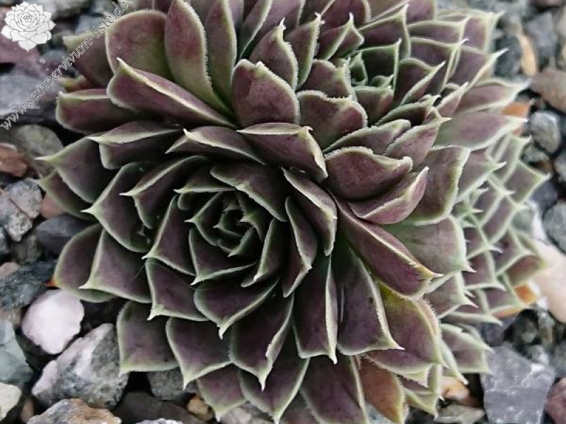 Glauca / Jovi