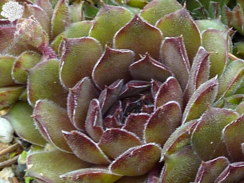 Greyolla