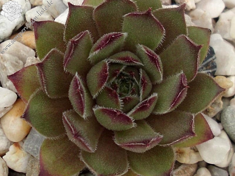Greyolla