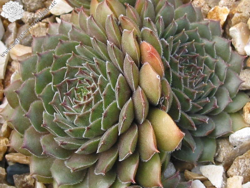Greyolla