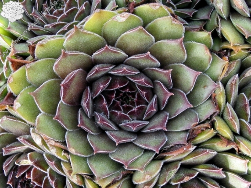 Greyolla