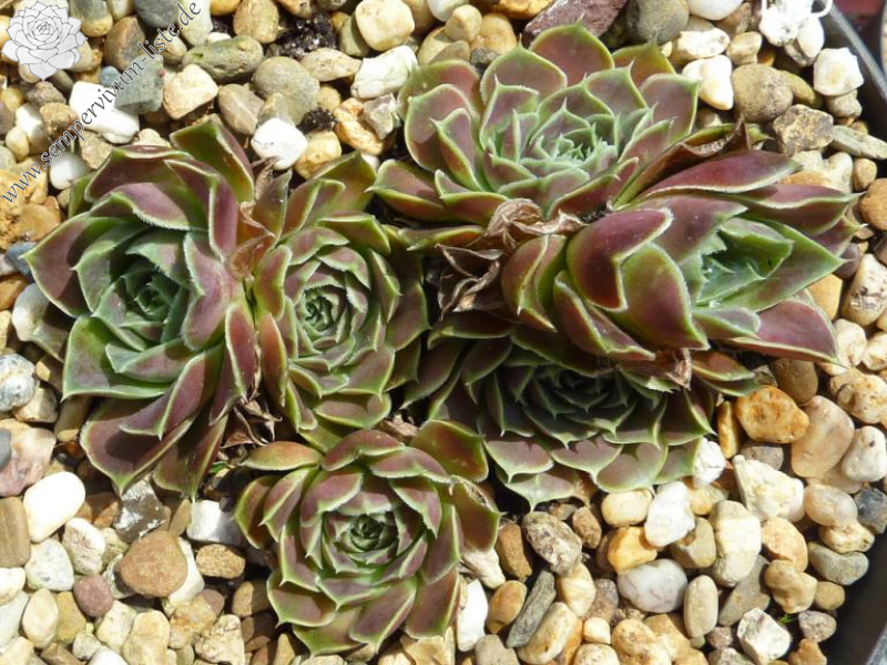 Tiatia / Jovi