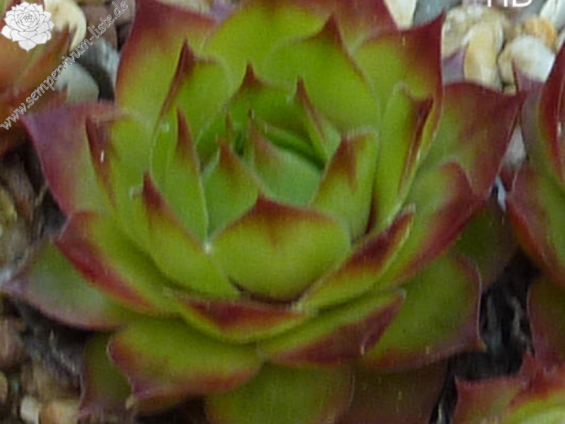 Tuiztfloot