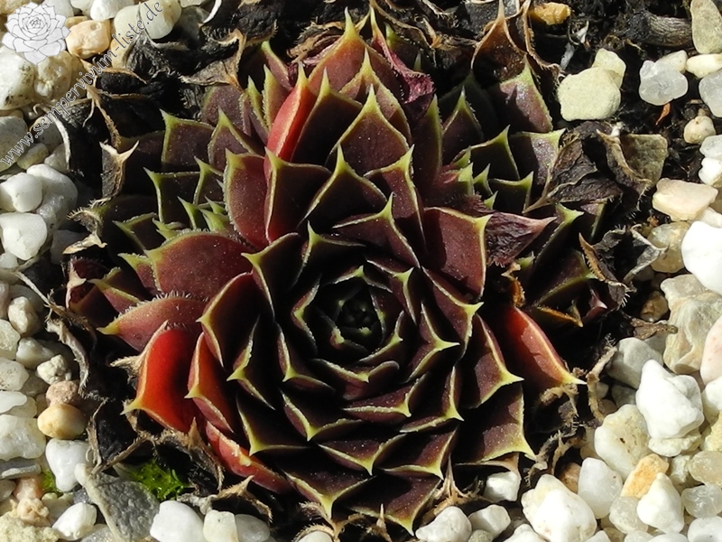 Giuseppi Spiny / Jovi