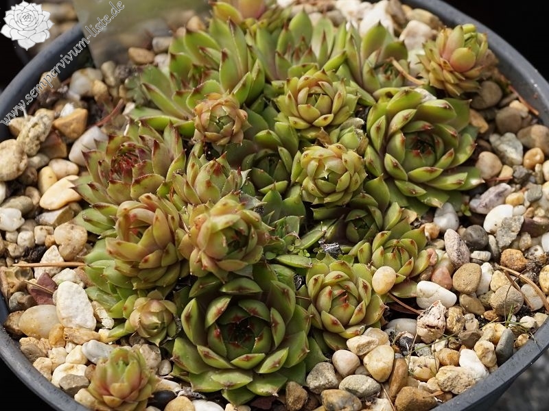 Green Caressa