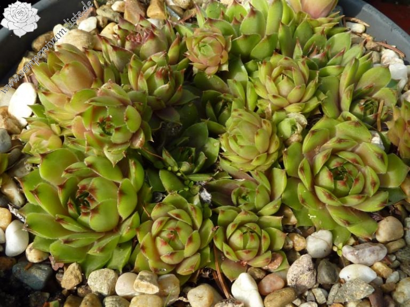 Green Caressa