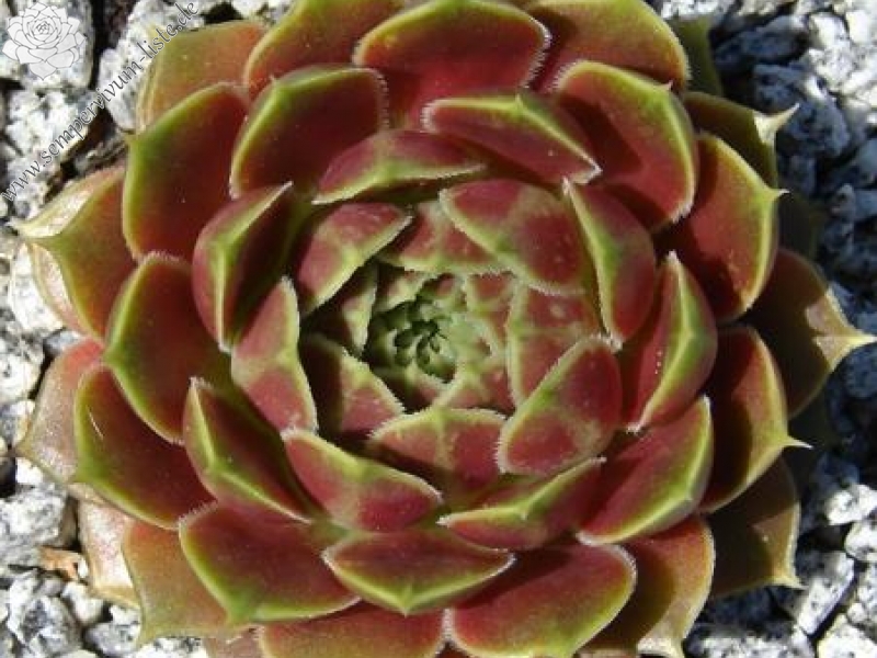 Giuseppi Spiny / Jovi