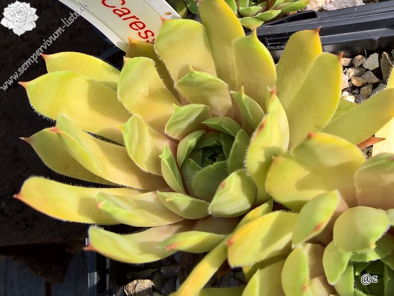 Green Caressa