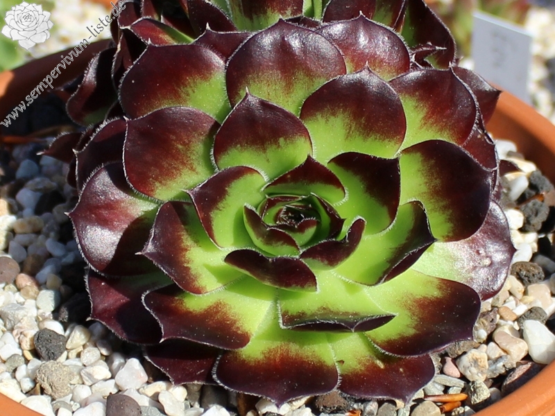 Springael's Choice / Jovi