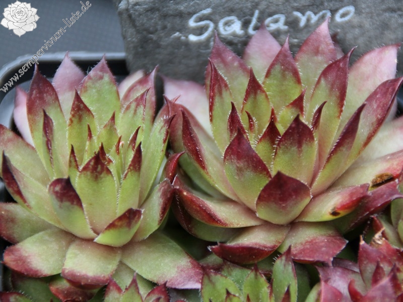 Salamo